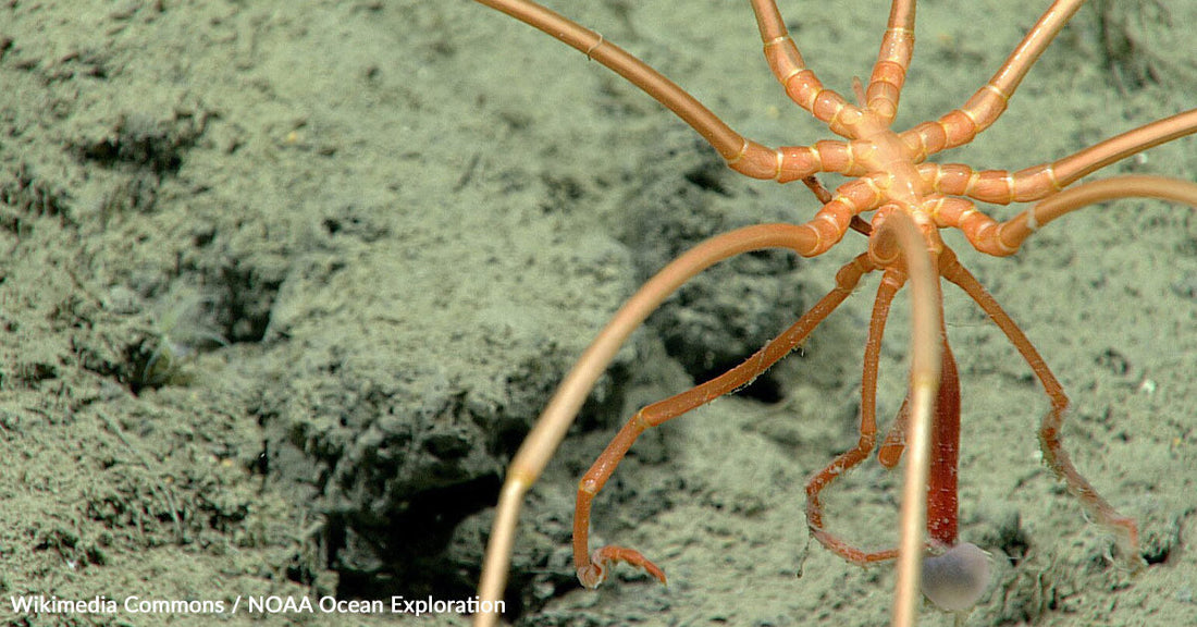 Ancient Brain Fossil Reveals Spiders May Have Crawled from the Sea