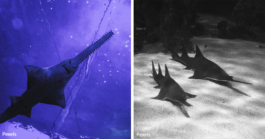 Endangered Sawfish in Florida's Waters Spin into a Deadly Mystery