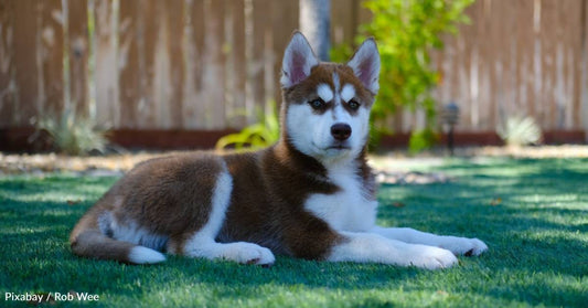 Husky Becomes Depressed When Best Friend is Adopted, Waits Sadly for New Home