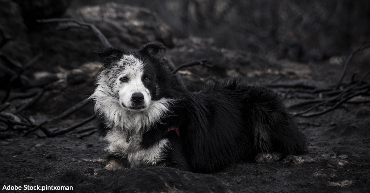 Raging Spokane Wildfires Destroy Homes and Displace Thousands of People and Pets