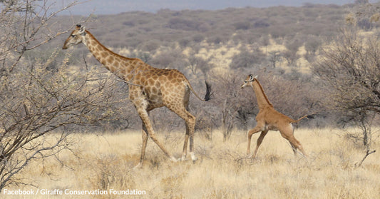 Spotless Angolan Giraffe Sighted in Namibia's Untamed Wilds