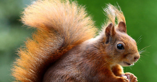A red squirrel standing up, looking alert.