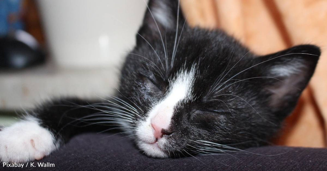 'My Heart Melted': Woman Who Never Planned to Own a Cat Finds Herself Caring For Two Sick Kittens