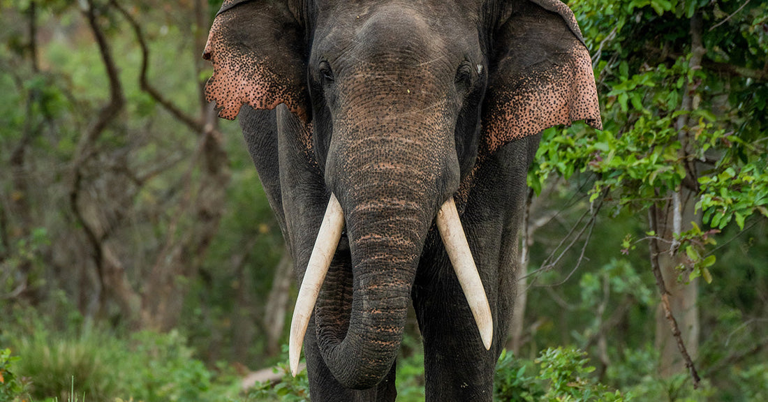 large elephant tusker walking in the forest