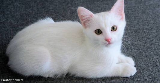 Deaf Shelter Cat Keeps Getting Overlooked, Except By One Person Who Can't Take Her In