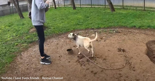 Pitbull Spends His Life on a Heavy Chain Until Rescuers Come Along