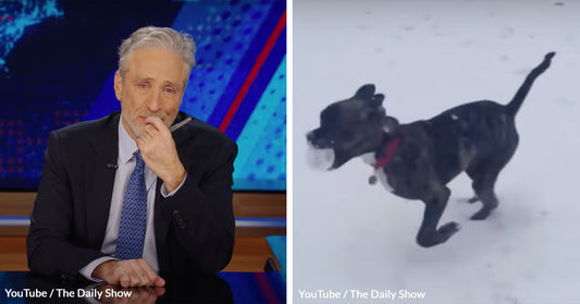 Jon Stewart's Emotional Farewell to Dipper Sparks Massive Support for Rescue Animals