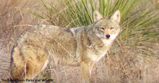 Coyotes View Mountain Lions and Other Large Predators as “Enemies with Benefits”