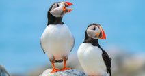 Two Atlantic puffins stand on a rock against a bright blue sky, their orange feet and colorful beaks vivid in the sunlight.