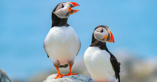 Two Atlantic puffins stand on a rock against a bright blue sky, their orange feet and colorful beaks vivid in the sunlight.