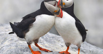 Stop Iceland From Allowing Puffins to Be Killed for Food and Sport