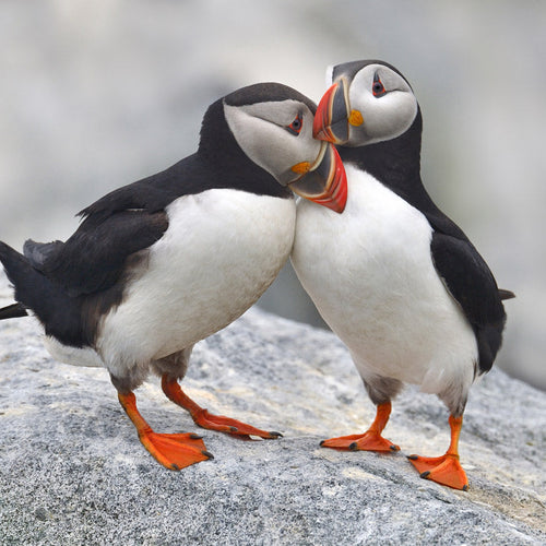 Stop Iceland From Allowing Puffins to Be Killed for Food and Sport