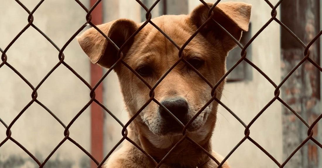 Behind Pet Shop Windows Lies a Factory of Cruelty