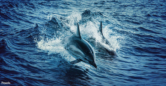 Stranded Dolphins in Cape Cod Face Deadly Battle for Survival