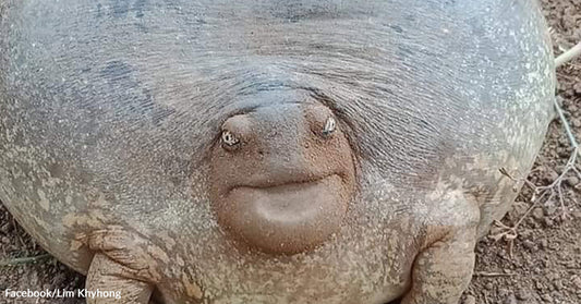Close-up of a round, gray amphibian’s face resting on soil, showing small eyes, a wide mouth, and textured skin.