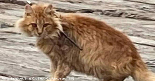 Stray Cat Found With An Arrow Through His Neck Is Rescued And Named Cupid