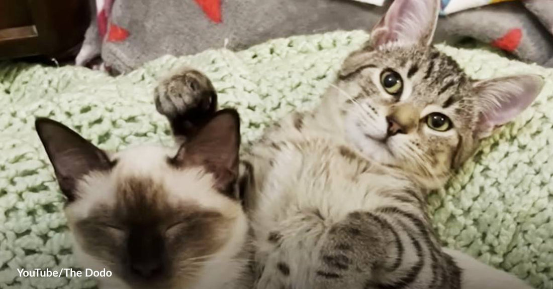 I'm the Older Sister, And I Will Take Care of You: A Tale of Two Orphaned Kittens