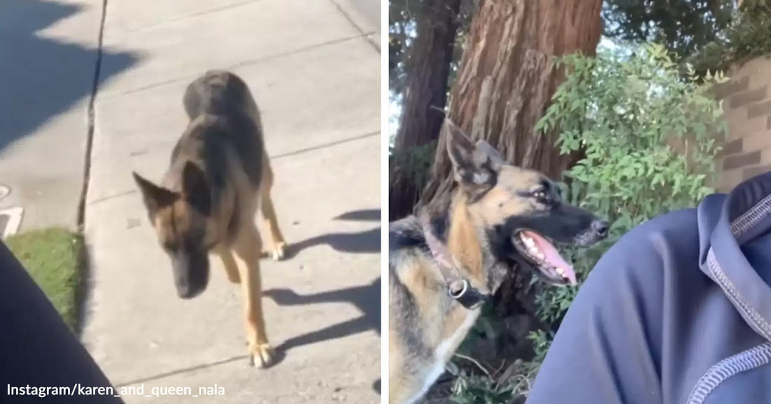 German shepherd walks behind a person on a sidewalk, then stands close beside them outdoors with mouth open and ears alert.