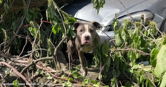 A small dog stands among fallen branches and leaves near a damaged car.