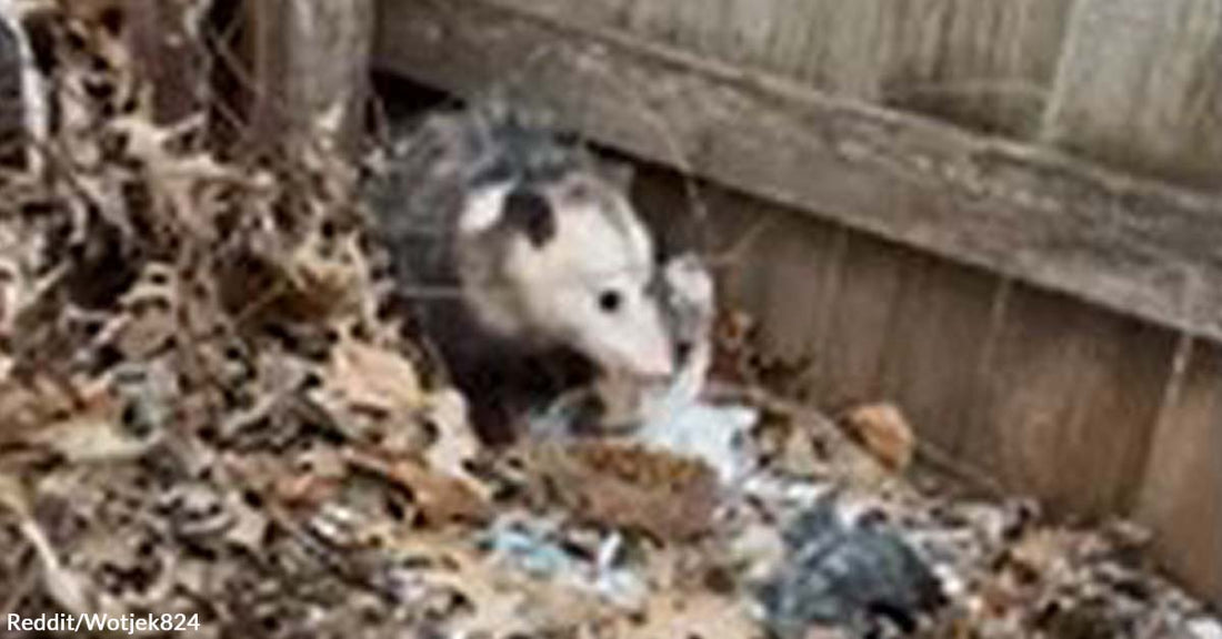 A Redditor Encounters a Possum in Her Backyard, Which She Jokingly Calls a Stray Dog