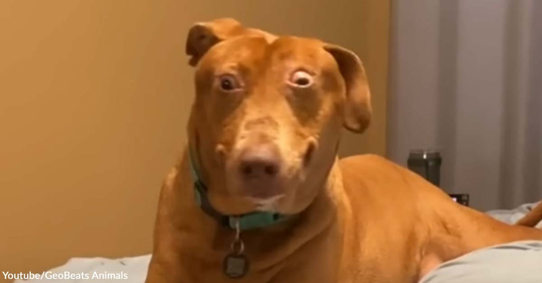 Meet The Dog with a Cartoonishly Cute Stretched Face and Hilarious Personality