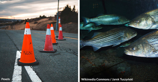 Traffic Cones Become Hiding Spots for Illegal Catch as New York Battles Striped Bass Poaching