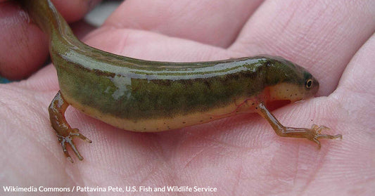 It’s A Race Against Time to Rescue The Striped Newt from Disaster