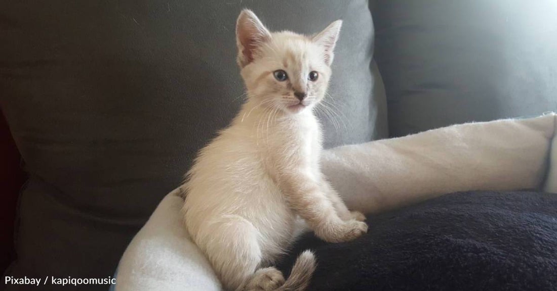 Yowling Rescue Cat Becomes Human Sister's Protector