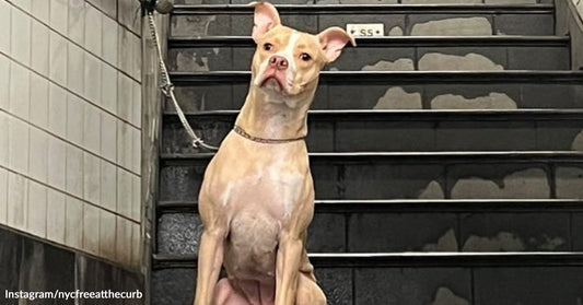 Tan dog sits alone on a tiled stairway landing in a subway station, looking upward with ears perked.
