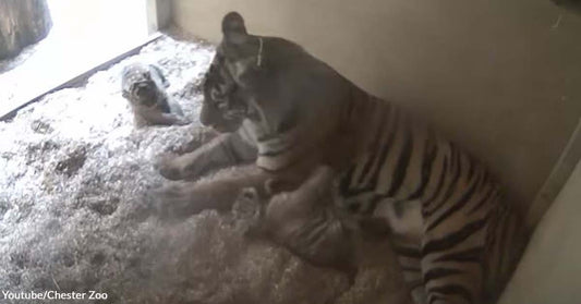 Chester Zoo Shares Video of a Mama Sumatran Tiger Successfully Giving Birth to Two Lovely Cubs