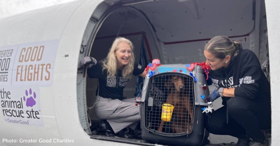 Over 80 Shelter Dogs & Cats Arrive In New Jersey To Find Forever Homes Thanks To Your Support