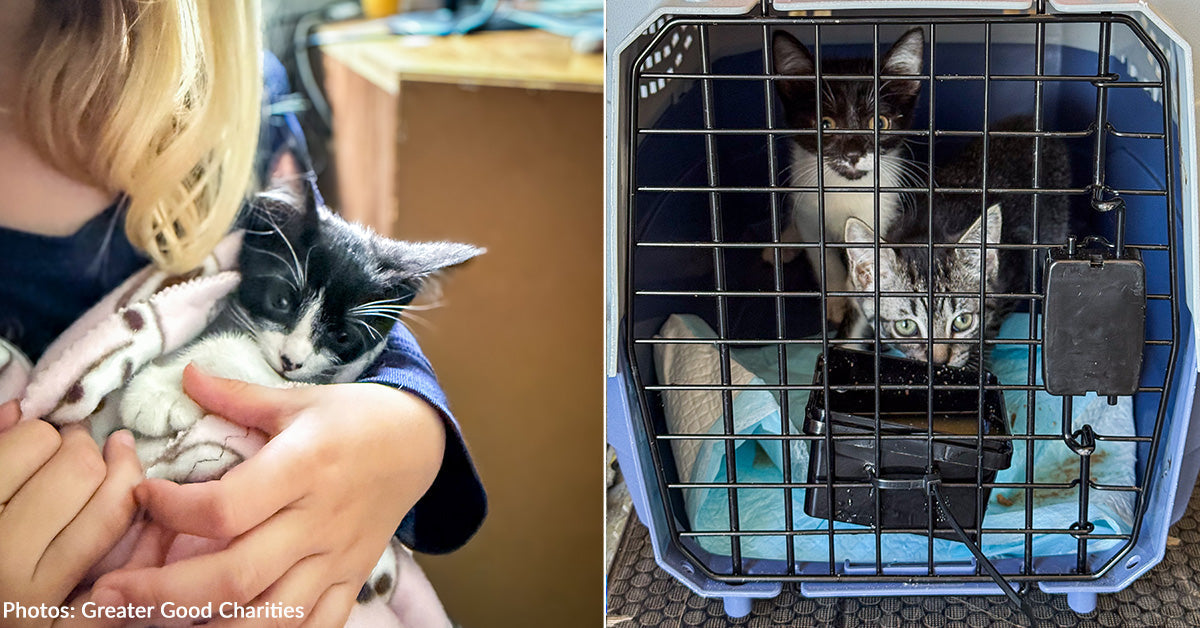Shelter Cat Passengers on Recent Flight to Freedom Find Loving Home Together