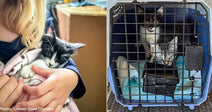 Shelter Cat Passengers on Recent Flight to Freedom Find Loving Home Together