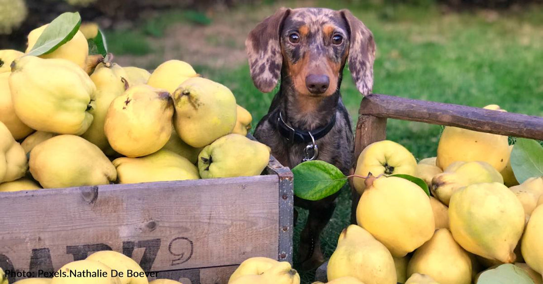 10 Superfoods For Dogs