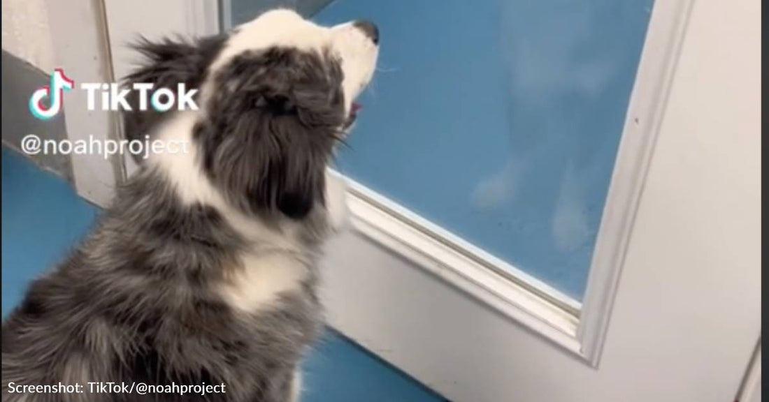 Surrendered Dog Waits By Shelter Door For Family To Return