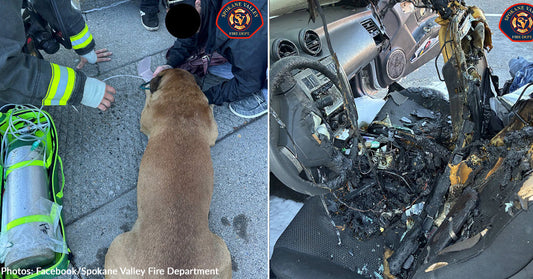 Firefighters Rescue Dog Trapped in Burning Car
