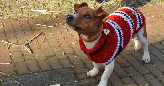 Donate Doggy Sweaters and Booties to Your Favorite Shelter During Chilly Fall and Winter Months