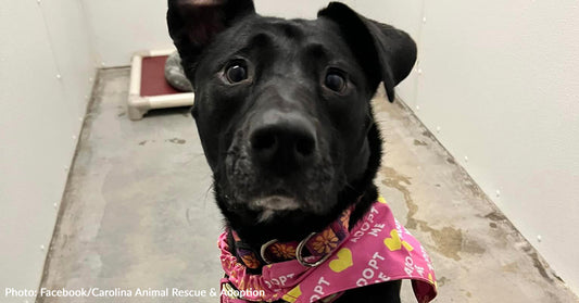 Sweet Lab Mix Looking For Forever Home After Dad's Deployment