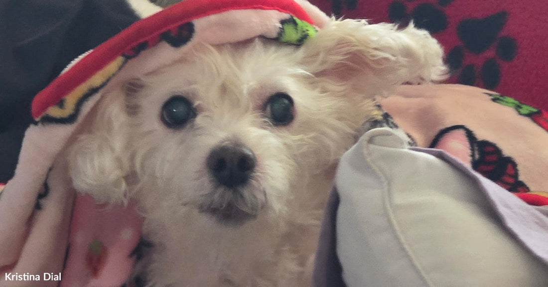 Close-up of a small white dog wrapped in a blanket on a couch, ears perked and eyes focused forward, appearing alert and cozy.
