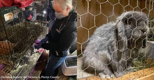 Nearly 250 Neglected Rabbits Rescued From One Property