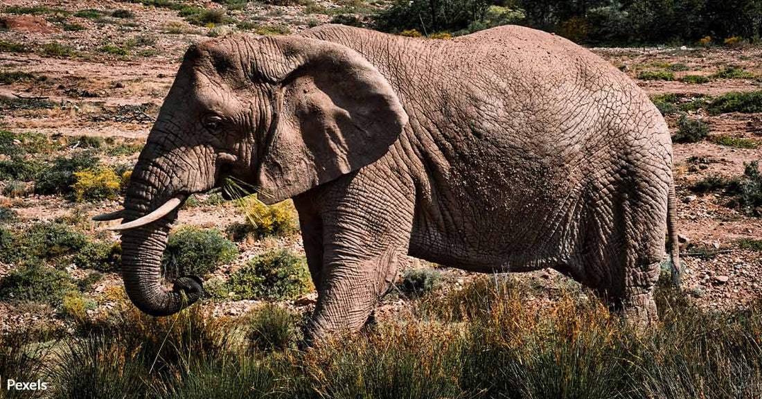 Trophy Hunters Threaten the Last of Tanzania’s Majestic Super Tuskers