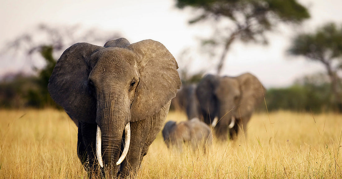 A New Path to Survival: Tanzania Designates Its First Wildlife Corridor