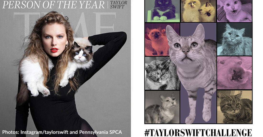 Pennsylvania SPCA Asks People To Donate $13 on December 13 To Local Shelters In #TaylorSwiftChallenge