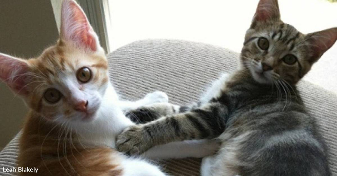 Two Kittens Rescued From Road After Their Littermates Are Hit By a Car