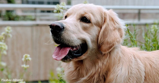 Woman Falls in Love with Senior Golden But Can't Immediately Adopt Him, They Reunite Months Later