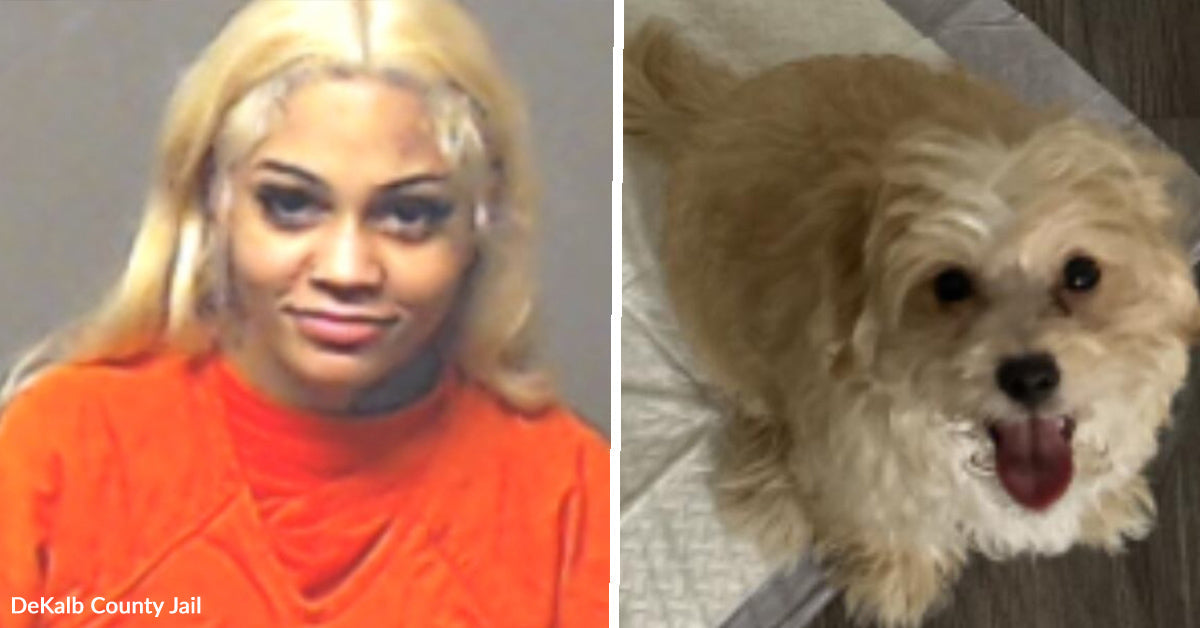 Brookhaven Animal Cruelty Investigation Leads to Arrest, Puppy Rescued ...
