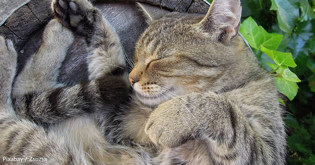 Stray Cat Pops Up in Neighbor's Bush, Decides to Stroll Right Into Her Home Past Her Dog