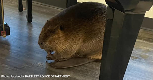 Tennessee Police Officer Wrangles Beaver Running Inside St. Francis Hospital