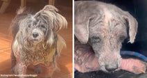 Split image of a severely matted dog standing on a tile floor on the left and the same dog after shaving, resting with irritated skin visible on the right.