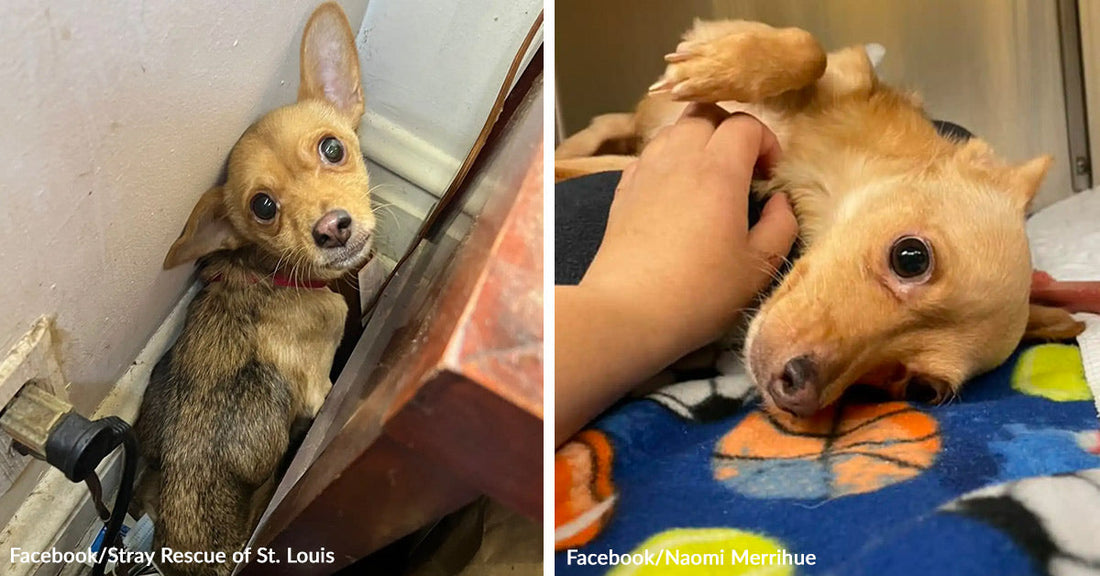 Small tan Chihuahua mix pressed into a corner beside a wall and furniture, looking up wide-eyed with a nervous expression. Small tan dog lying on a blanket while a person rubs its belly, mouth open in a relaxed, playful expression.
